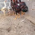 ديوكه سنود و دجاج سنود