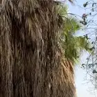 شجر واشنطني