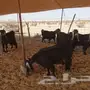 معزاء عوارض طيبات للبيع