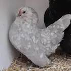 للبيع دجاج بوم