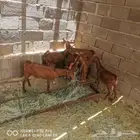 6 تيوس