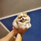 كلب بومرينيان لون مميز