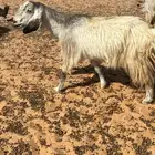 معزى مشروكات