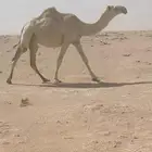 للبيع القحه سنها بكر وملاقي