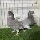 جوز قلاليب غاندي منقار صغير