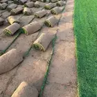 natural grass hugh quality weedfree and clean