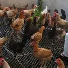 بيض بلدي مائده غير مخصب عناية شخصيه