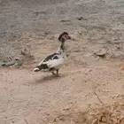 للبيع ذكور بط