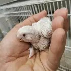 للبيع فرخ روز البينو عيون حمره