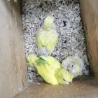 للبيع فروخ جاهزه للغر 3 حب 1 روز