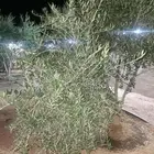 اوراق شجر الزيتون الطازجة وفوائده الطبية
