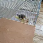 جوز كروان