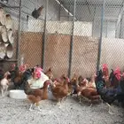 دجاج بياض وبشاير مع الديوك للبيع