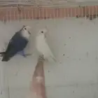 للبيع زوج روز منتج