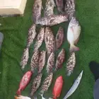 قارب الناجل للرحلات البحرية من الرايس ( نزهة سباحة صيد غوص)