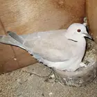 قمري ابو طوق