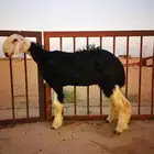 رخل نجديه صنف معرفه