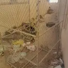 شبك بقلاوة