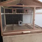 مطير كوخ للطيور. عصافير الجنة. زيبرا. روز. كنيور. كروان