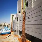 نخل واشنطن نخيل واشنطني