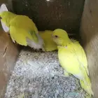 للبيع فروخ حب