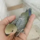 للبيع فرخ روز