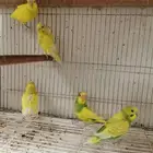 للبيع 5 حبات طيور حب