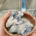 للبيع فروخ روز جاهزه للغر لسى عند الزوج يغرهم