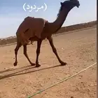 قعود دبياني كفو