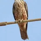 مطلوبب بكه او باز او مارلين اشتريه صاملل