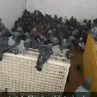 حمام سوادي الصحه كويسه جدا