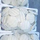 مضير   بقل   اقط بسعر الجمله