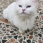 قطط منزليه