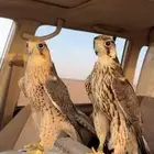 مطلوب طير وكري أو حر بحدود 2500 (فقط خاص)