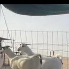 جفرات بيشيات صنف