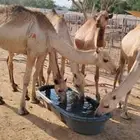 حاشي صومالي