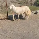 مشروع فحل للبيع