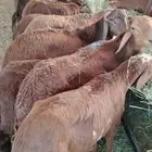 نعيمى