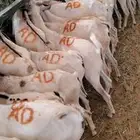ملاحم  تجار  مناسبات  احنا نوفر لك الكمية والجودة