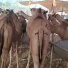 فرصة لا تفوت للتجار قعدان نظيفة علي الشرط