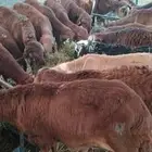 سواكن حمري جذعان تربية شهرين ونصف