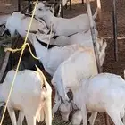 تيوس صومالية البيع تفريد وجملة