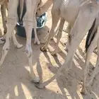 98 قعدان صومالية مفاريد حشو للبيع جملة