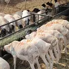 برابر صومالية بربري مرابي تفريد وجملة 500