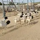 بربري صومالي برابر مرابي 500 ريال