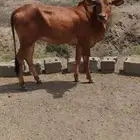 خبشه حمرا للبيع