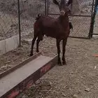تيس ادهم فاخر سنه جدع