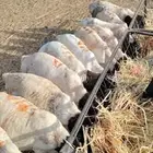 قعدان وسواكن وبرابر تربيه للبيع جمله وتفريد