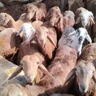 قعدان جمله لحم طيب وأسعار ترضيك