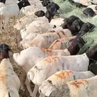 برابر وتيوس صومالي جمله سواكن ونعيمي مربي